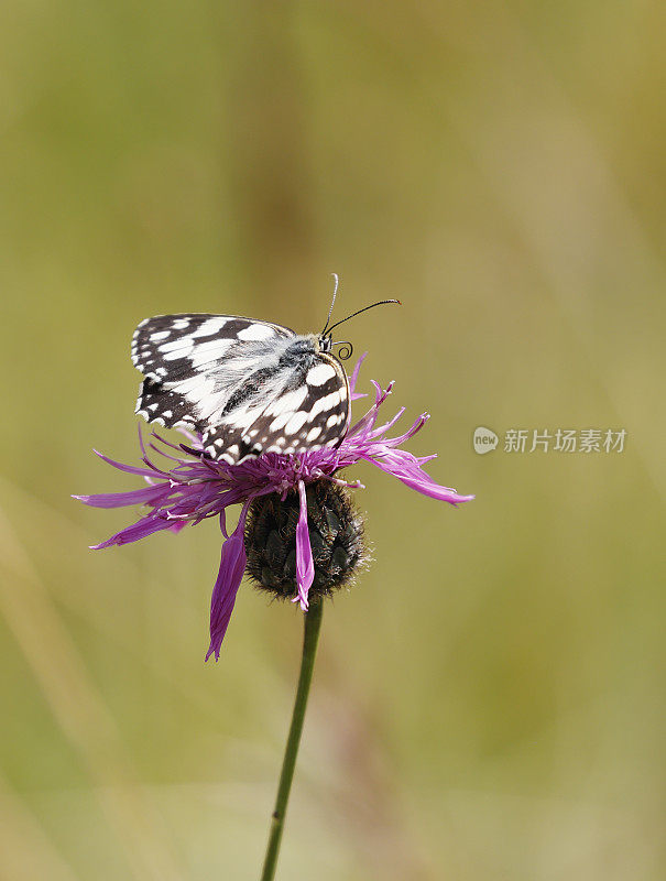 大理石白蝴蝶(Melanargia galathea)